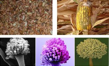 嘔吐毒素熒光定量檢測試紙條 嘔吐毒素熒光定量檢測試紙條