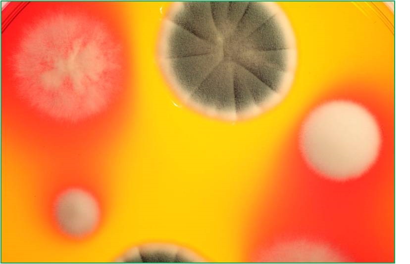 真菌毒素 真菌毒素