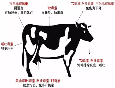 霉菌毒素對牛的危害 霉菌毒素對牛的危害