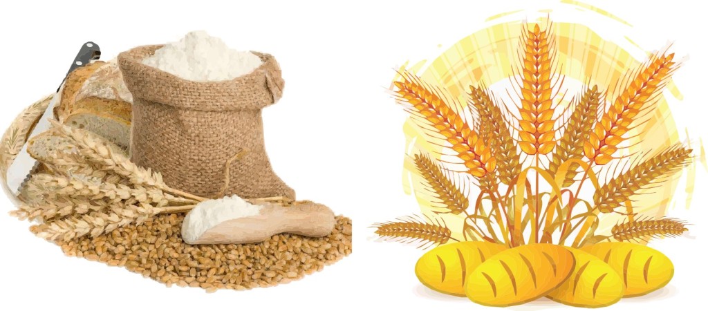 小麥面粉嘔吐毒素 小麥面粉嘔吐毒素