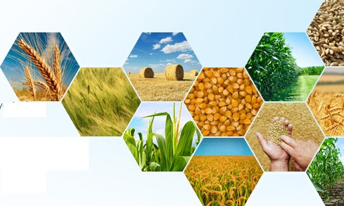 玉米赤霉烯酮檢測(cè)卡 玉米赤霉烯酮檢測(cè)卡