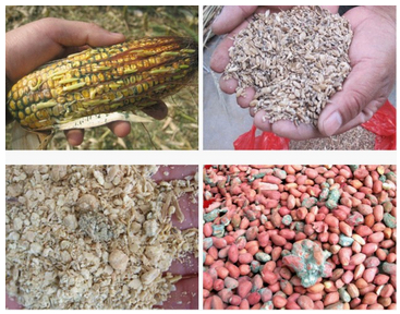 黃曲霉毒素污染 黃曲霉毒素污染