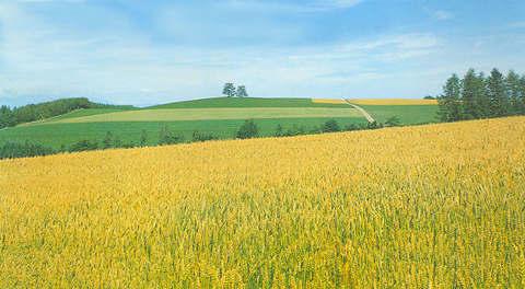 真菌毒素污染 真菌毒素污染