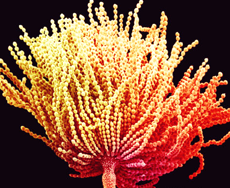 赭曲霉毒素快速檢測 赭曲霉毒素快速檢測