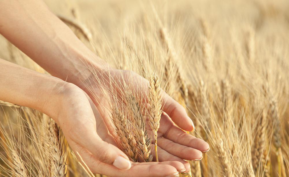 嘔吐毒素快速檢測 嘔吐毒素快速檢測