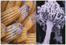 玉米赤霉烯酮快速檢測(cè) 玉米赤霉烯酮快速檢測(cè)