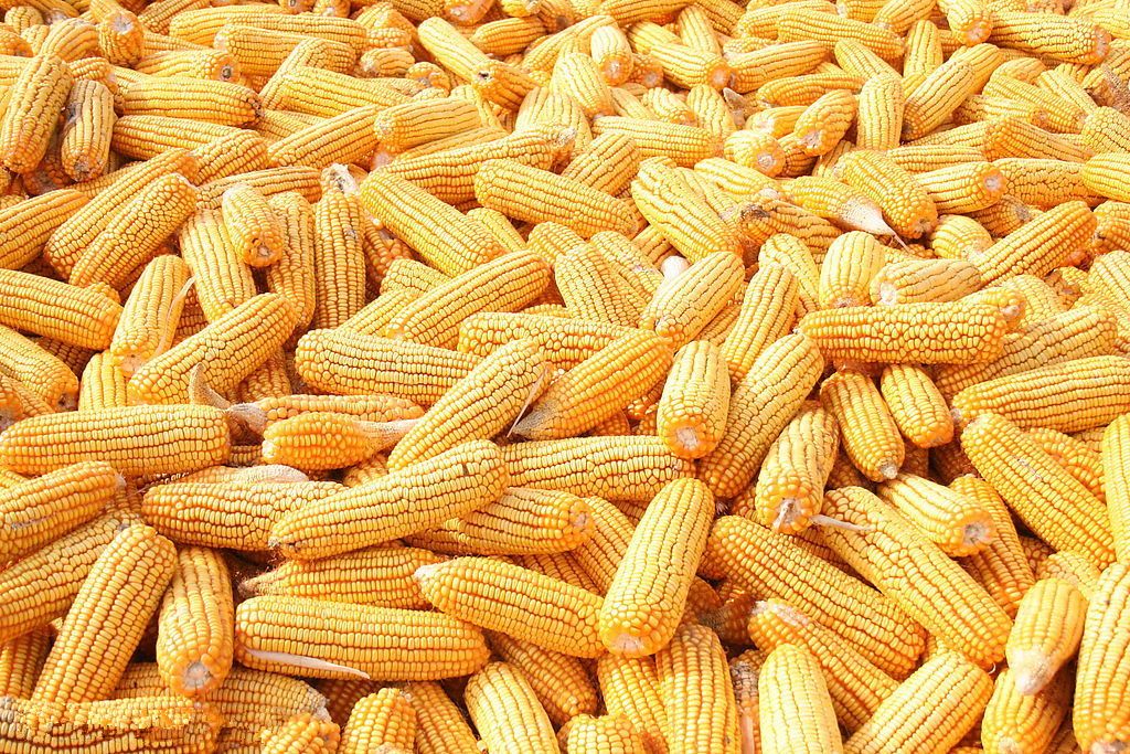 伏馬菌素快速檢測 伏馬菌素快速檢測