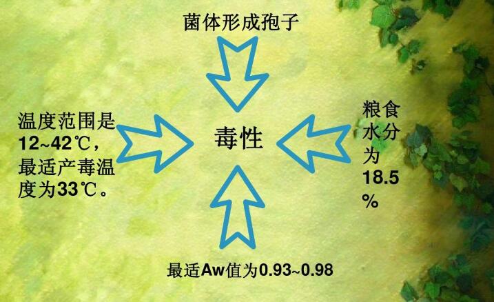  四、黃曲霉毒素的性質