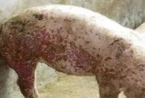 OTA對豬群健康的危害 OTA對豬群健康的危害