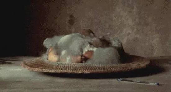 發霉食物 發霉食物