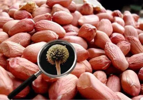 真菌毒素 真菌毒素