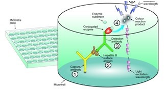 酶聯免疫法 酶聯免疫法
