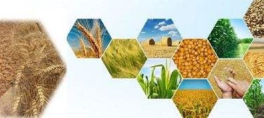 糧食真菌毒素 糧食真菌毒素