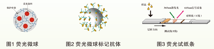 熒光標記微球 熒光標記微球