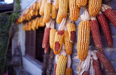 玉米黃曲霉毒素 玉米黃曲霉毒素