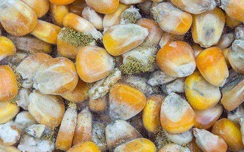 黃曲霉毒素危害 黃曲霉毒素危害