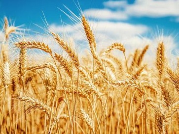 大米中的鎘含量超標是如何引起的？