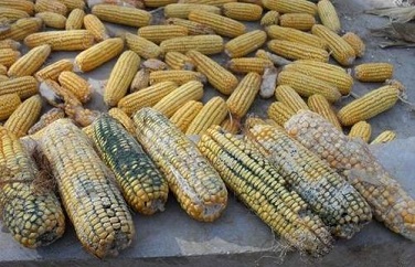 玉米黃曲霉毒素 玉米黃曲霉毒素