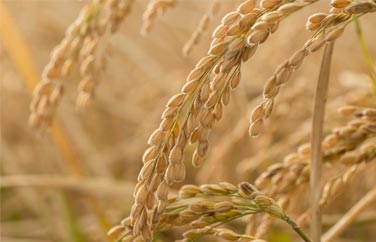 糧食重金屬快速檢測 糧食重金屬快速檢測